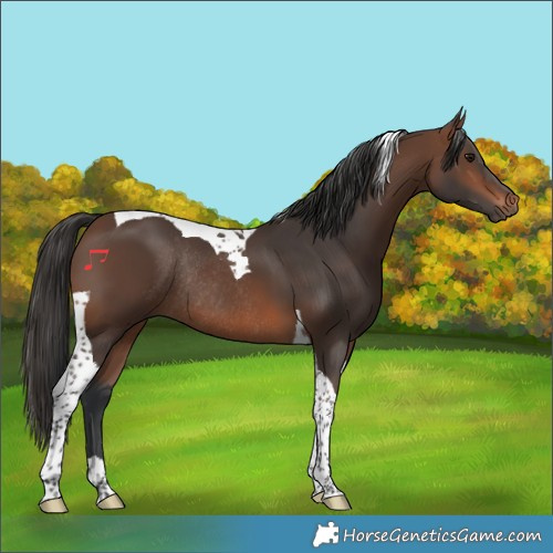 Horse Color:Brown Tobiano Rabicano 