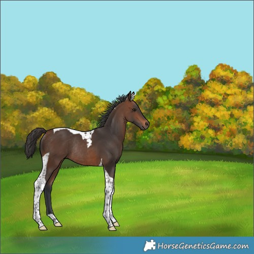 Horse Color:Brown Tobiano Rabicano 
