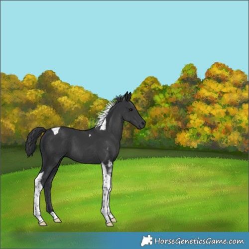 Horse Color:Black Tobiano 