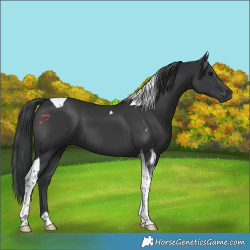 Horse Color:Black Tobiano
