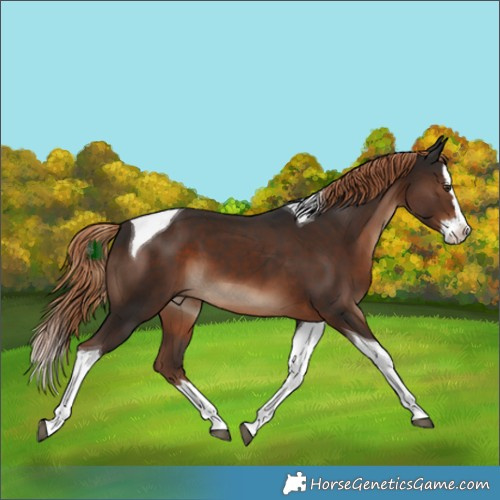 Horse Color:Liver Chestnut Splash Tobiano 