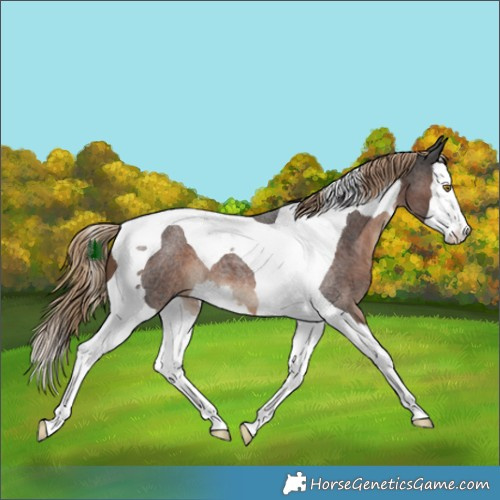 Horse Color:Liver Red Roan Splash Tobiano 