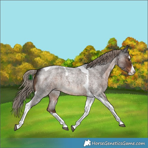 Horse Color:Liver Red Roan Splash Tobiano 