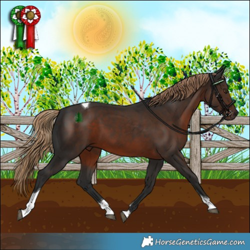 Horse Color:Liver Chestnut Tobiano