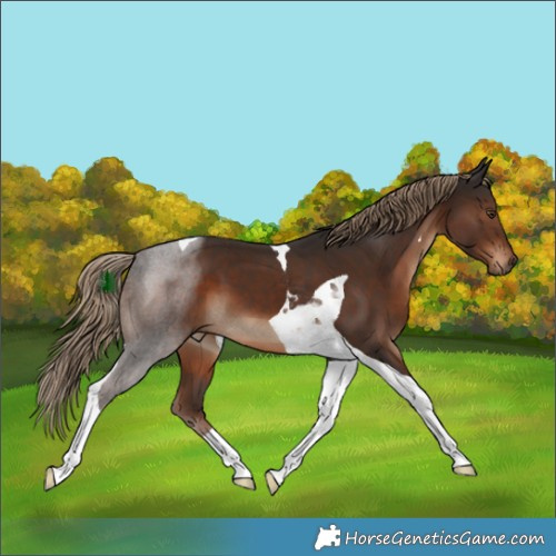 Horse Color:Liver Chestnut Tobiano 