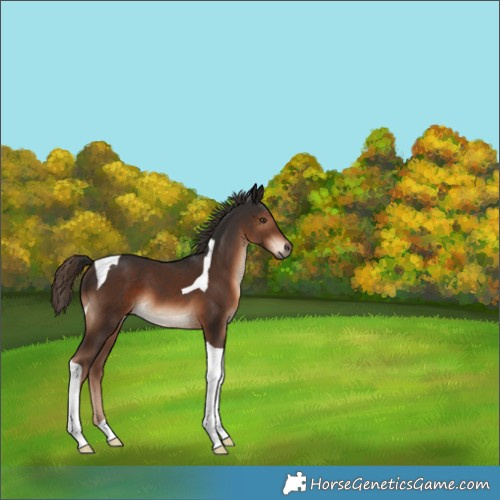 Horse Color:Liver Chestnut Tobiano