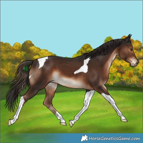 Horse Color:Liver Chestnut Tobiano