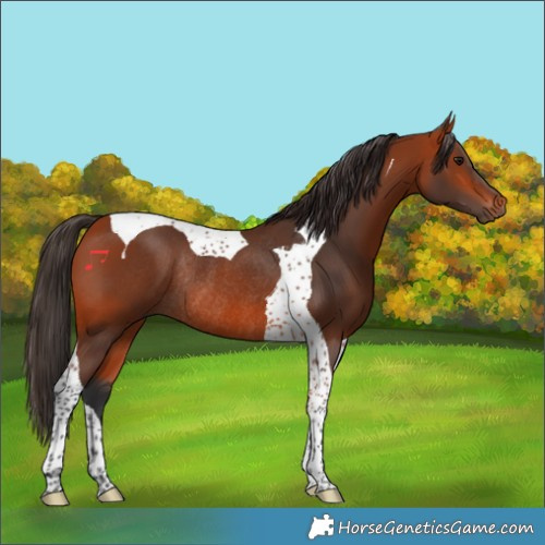 Horse Color:Bay Tobiano Rabicano