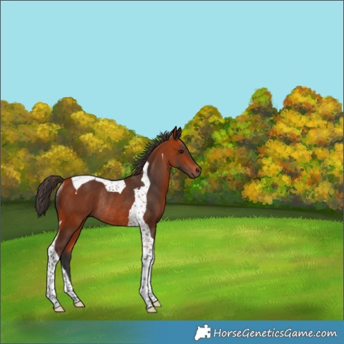 Horse Color:Bay Tobiano Rabicano 