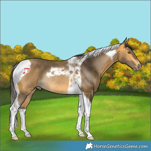 Horse Color:Buckskin Tobiano Rabicano 