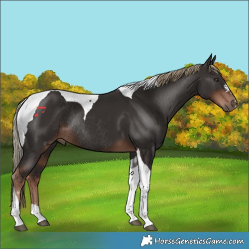 Horse Color:Liver Chestnut Tobiano Rabicano