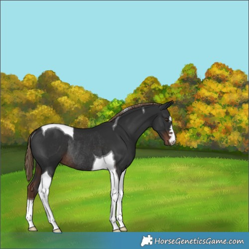 Horse Color:Liver Chestnut Tobiano Rabicano 