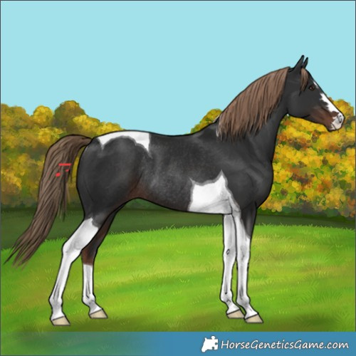 Horse Color:Liver Chestnut Tobiano Rabicano 