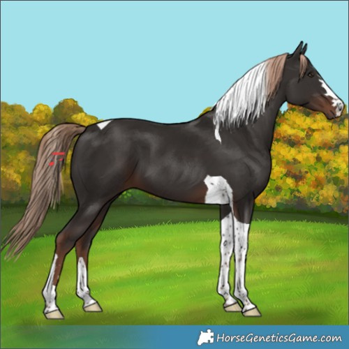 Horse Color:Liver Chestnut Tobiano