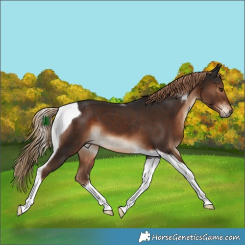 Horse Color:Liver Chestnut Tobiano 