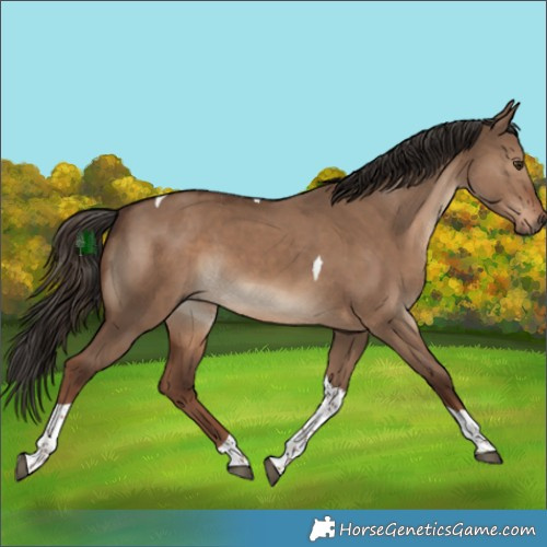 Horse Color:Liver Red Dun Tobiano