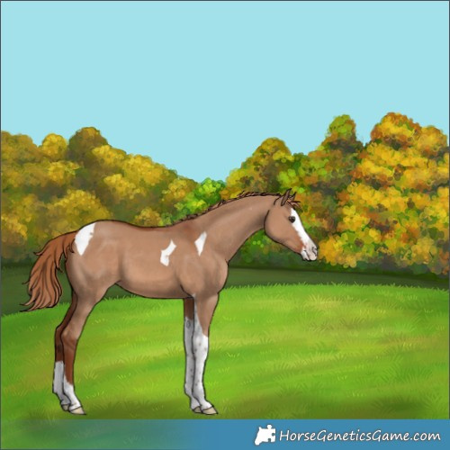 Horse Color:Red Dun Splash Tobiano