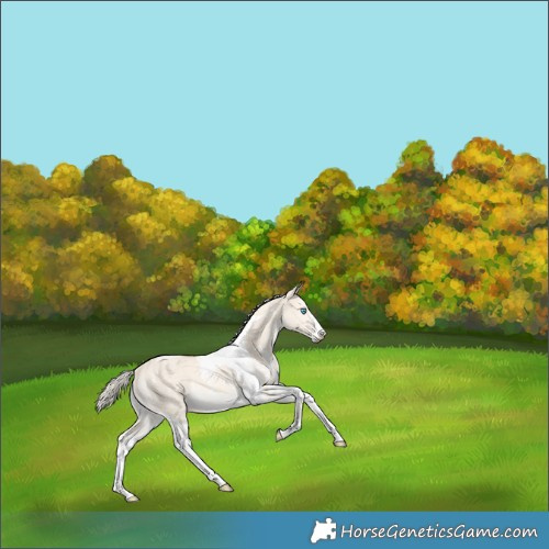 Horse Color:Cremello Dun Sabino Tobiano Rabicano 