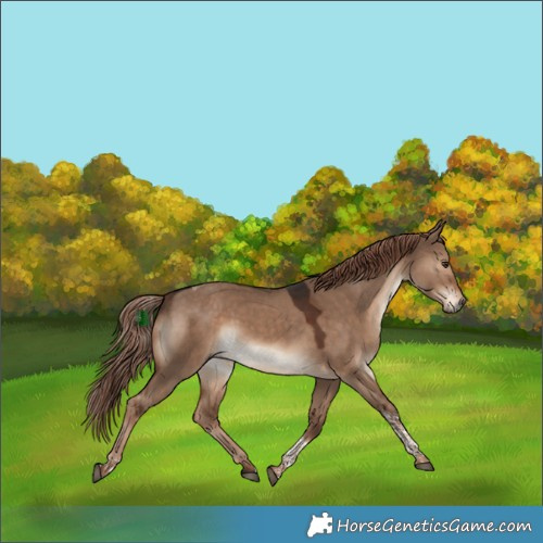 Horse Color:Liver Red Dun Tobiano Rabicano 