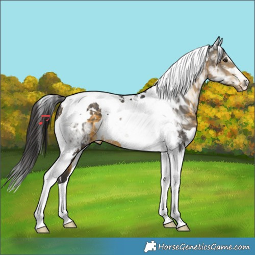 Horse Color:White Spotted Buckskin Tobiano 