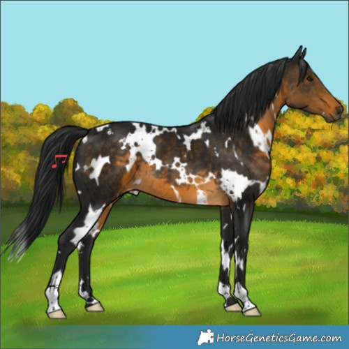 Horse Color:Gray White Spotted Buckskin