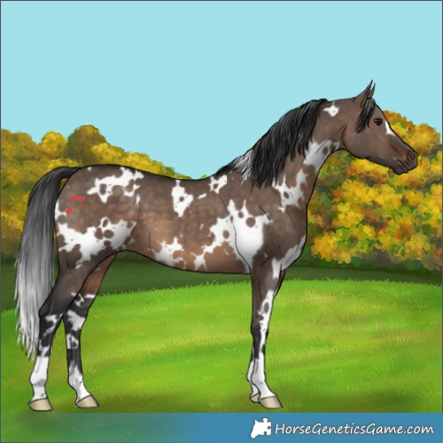 Horse Color:White Spotted Brown Dun