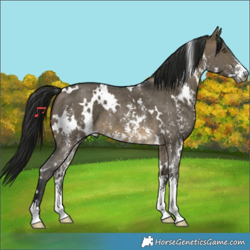 Horse Color:Gray White Spotted Buckskin Dun Sabino 