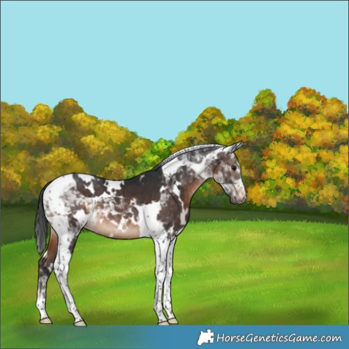 Horse Color:White Spotted Brown Tobiano