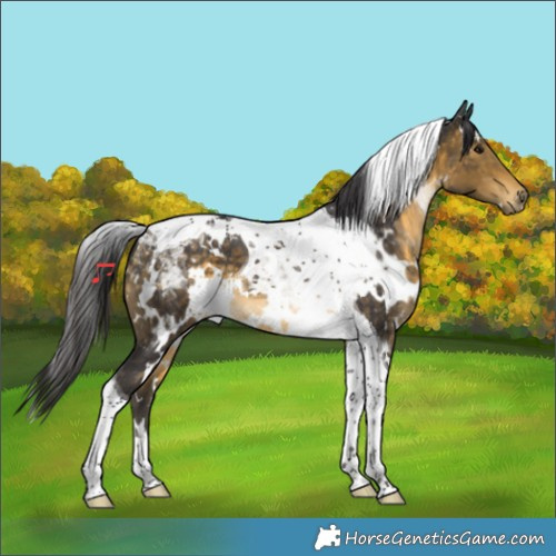 Horse Color:White Spotted Buckskin Tobiano 
