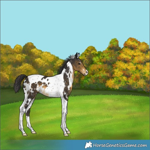 Horse Color:White Spotted Buckskin Tobiano