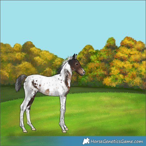 Horse Color:Gray White Spotted Brown Tobiano 