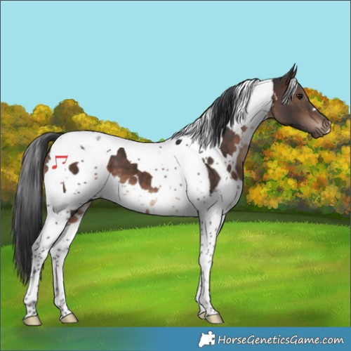 Horse Color:White Spotted Brown Tobiano 
