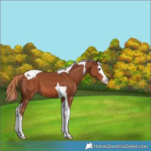 Horse Color:Chestnut Splash Tobiano 