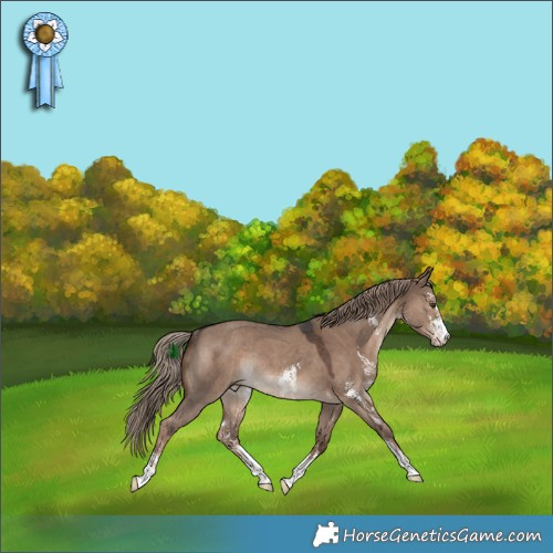 Horse Color:Liver Red Dun Sabino Rabicano 