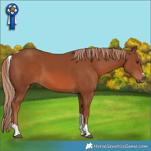 Horse Color:Chestnut Tobiano