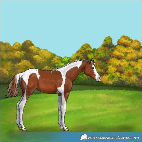Horse Color:Chestnut Splash Tobiano 