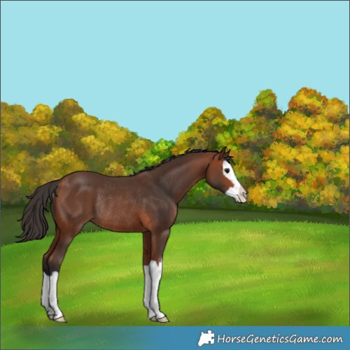 Horse Color:Bay Splash Rabicano 