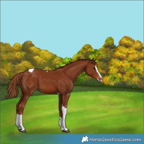 Horse Color:Chestnut Splash Tobiano 