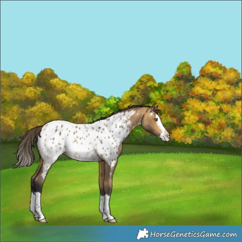 Horse Color:Buckskin Splash Appaloosa 