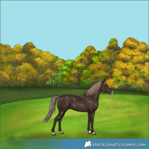 Horse Color:Liver Chestnut Splash Varnish 