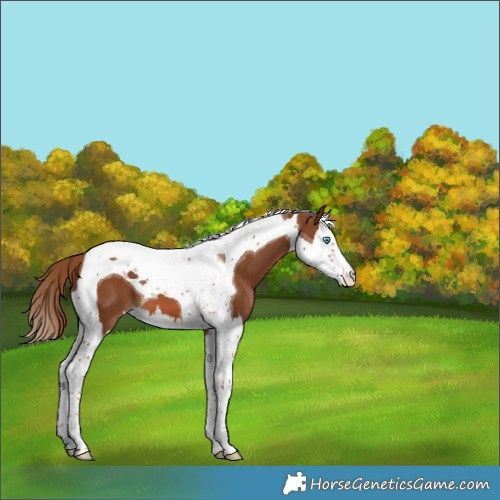 Horse Color:Chestnut Splash Tobiano 