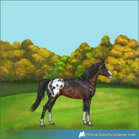 Horse Color:Brown Splash Appaloosa 