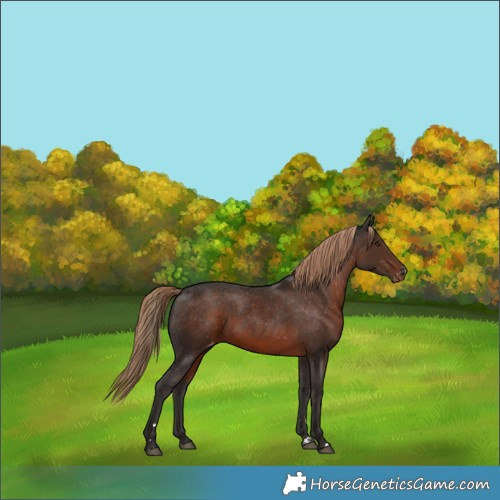 Horse Color:Liver Chestnut Varnish Rabicano 
