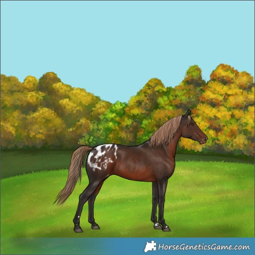 Horse Color:Liver Chestnut Appaloosa Rabicano