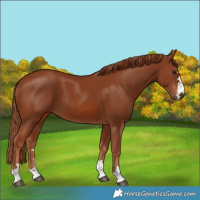 Horse Color:Chestnut 