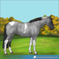 Horse Color:Blue Roan Tobiano 
