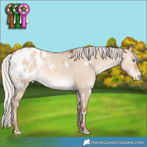 Horse Color:White Spotted Silver Sable Champagne Dun Appaloosa Brindle