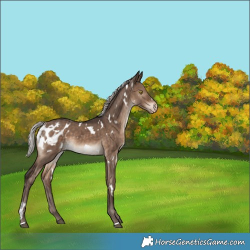Horse Color:White Spotted Silver Brown Dun Appaloosa Rabicano Brindle 