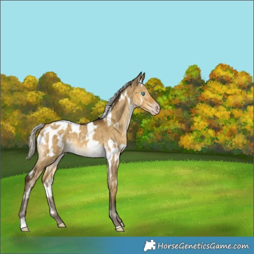 Horse Color:Gray White Spotted Silver Sable Cream Champagne Dun Appaloosa Brindle 