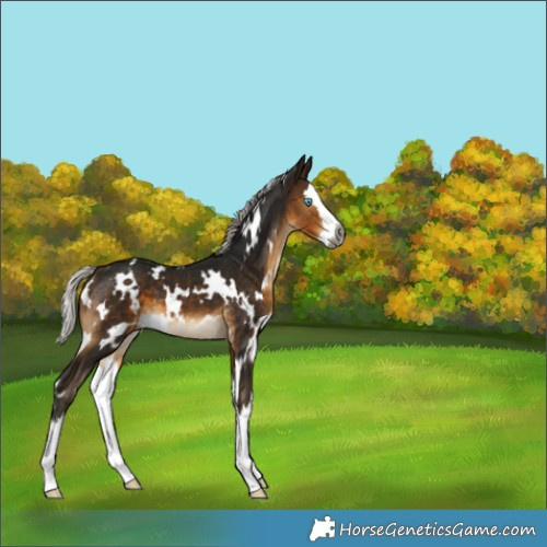 Horse Color:Gray White Spotted Silver Buckskin Splash 